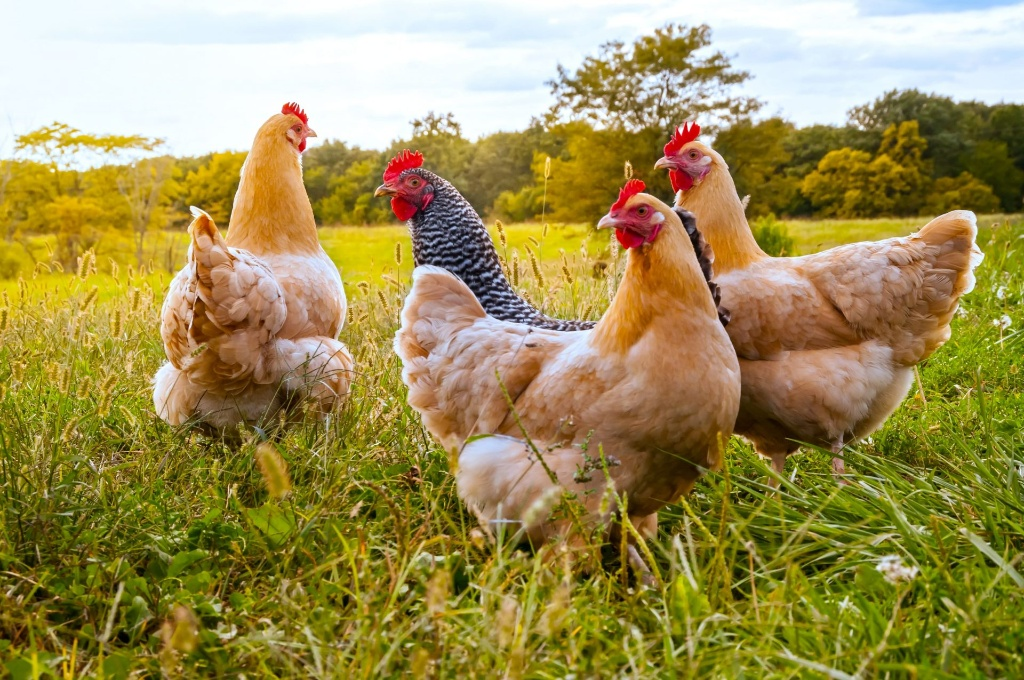 Galline allevate all'aperto da Zambon Bruno