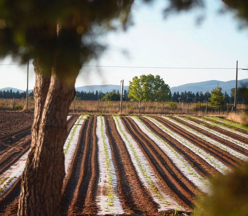 Campi della pianura veneta intorno a Montagnana