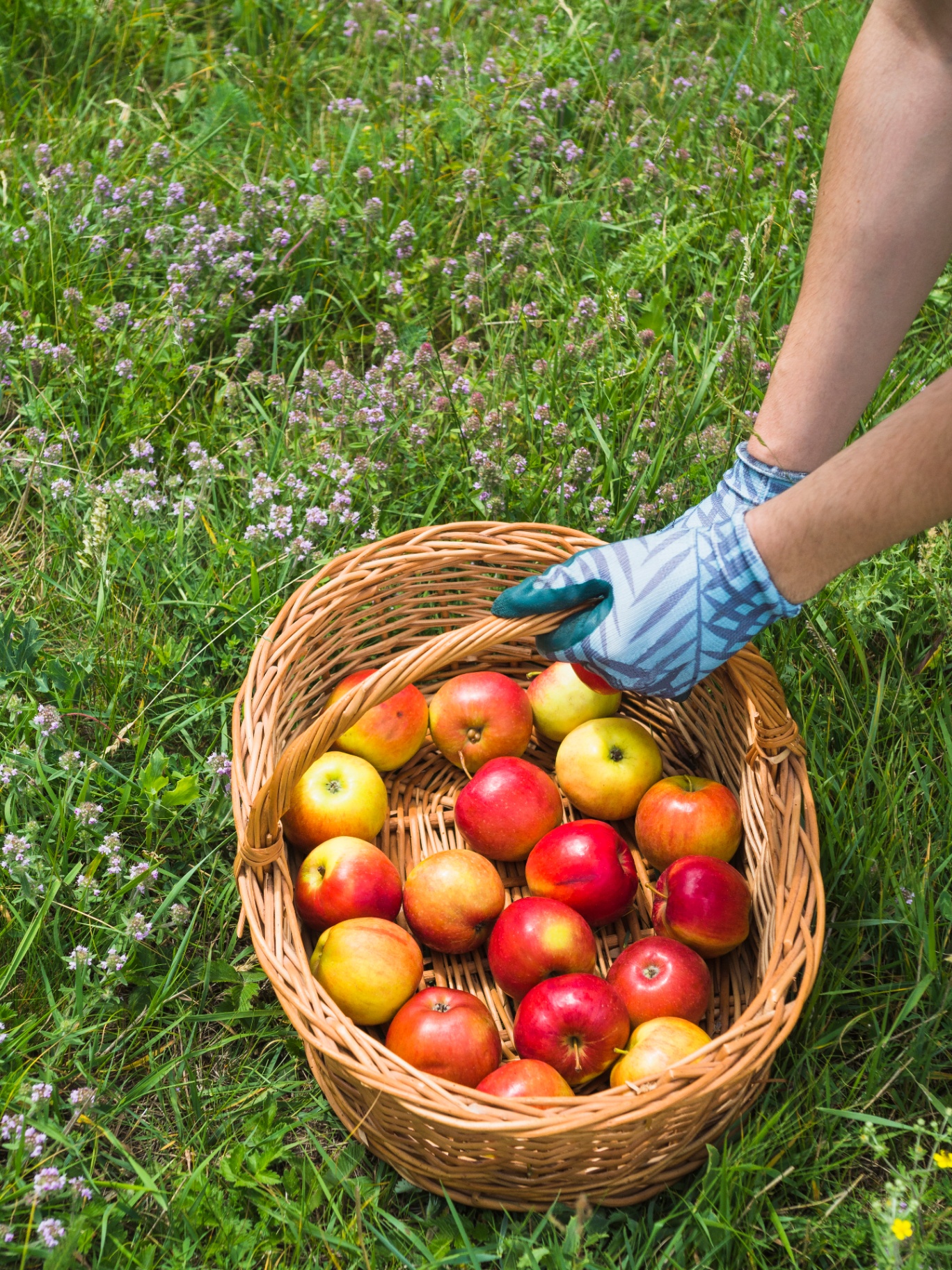 Cesto di mele biologiche appena raccolte